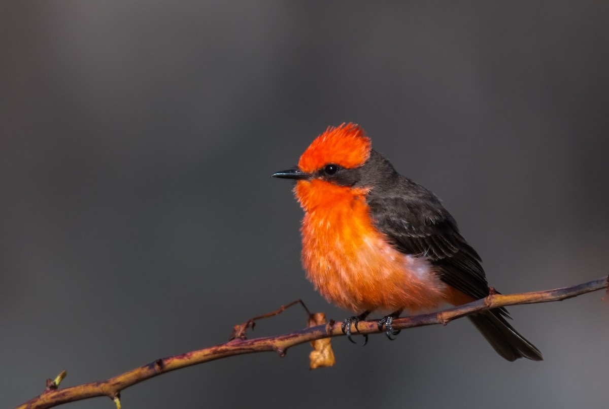 Vermilion Flycatcher - ML559979311