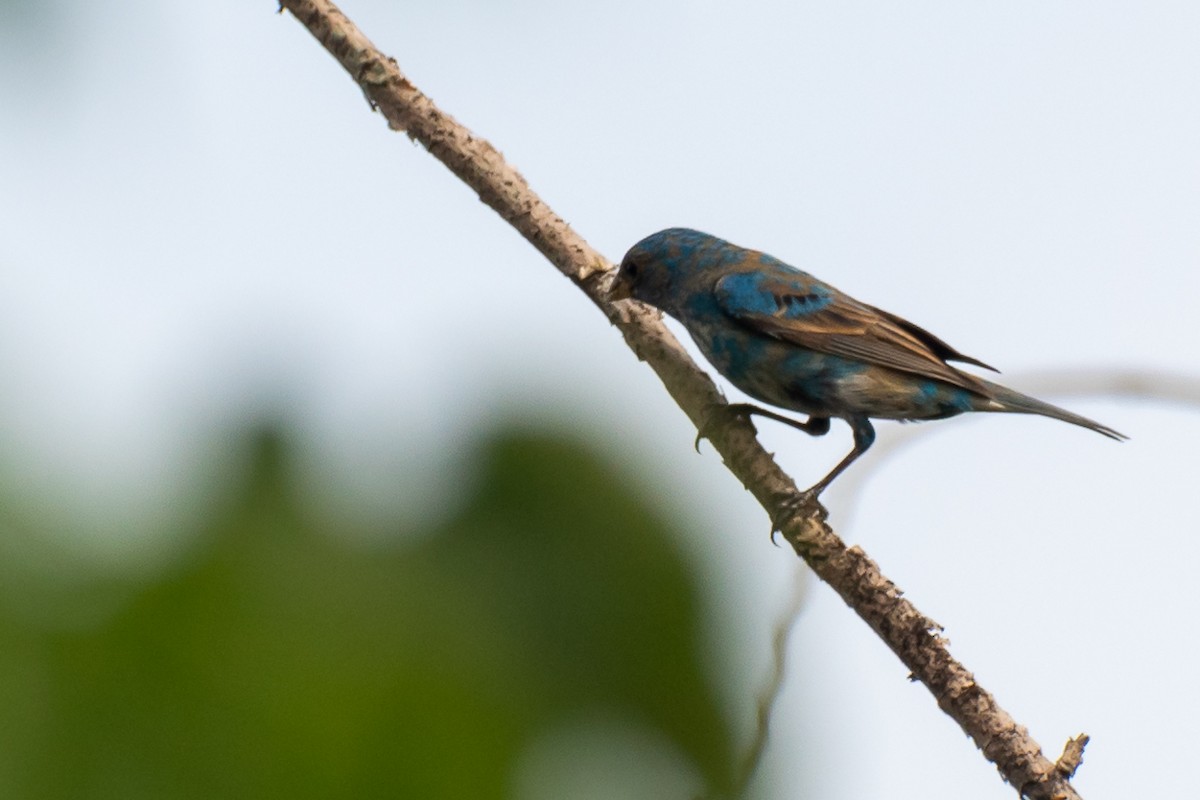 Indigo Bunting - Gabrielle Harrison