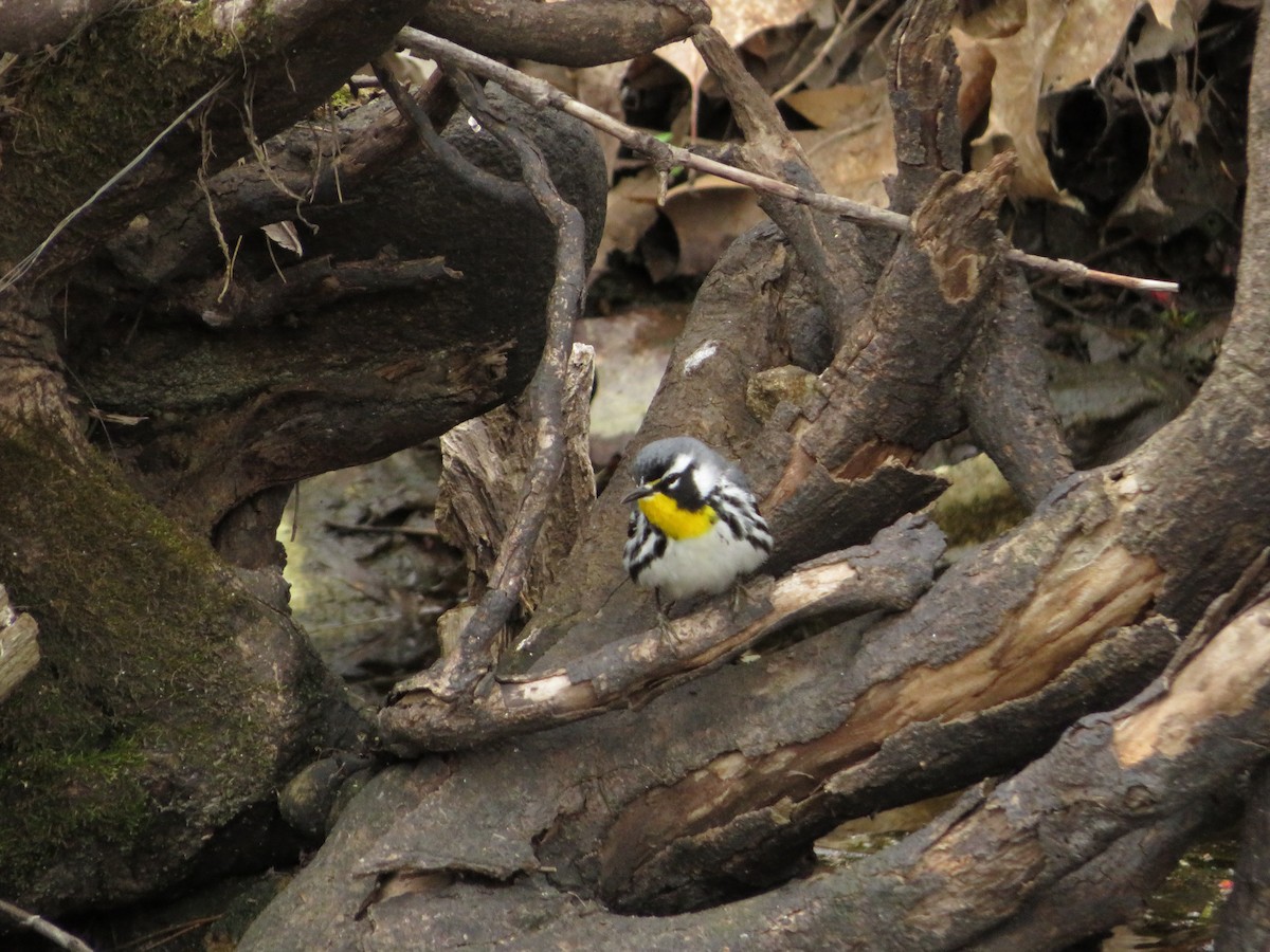 Paruline à gorge jaune - ML559980751