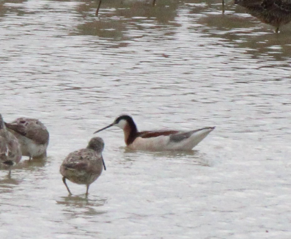 Wilson's Phalarope - ML559981171