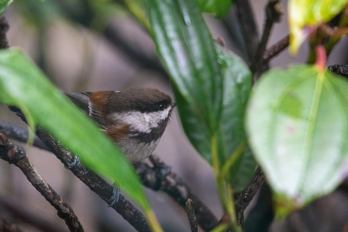 Chestnut-backed Chickadee - Deborah Bifulco