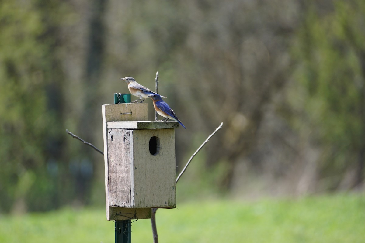 Eastern Bluebird - ML559983481