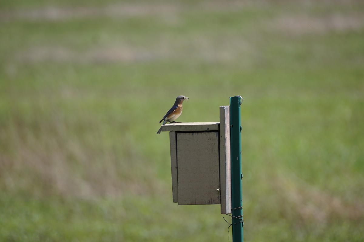 Eastern Bluebird - ML559984551