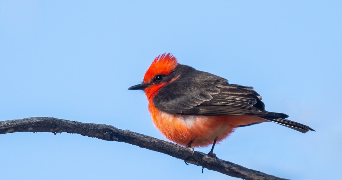 Vermilion Flycatcher - ML559984611