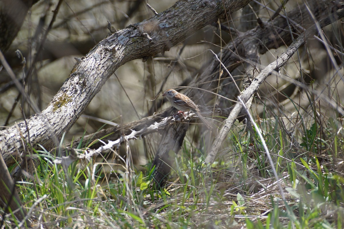 Field Sparrow - ML559984801