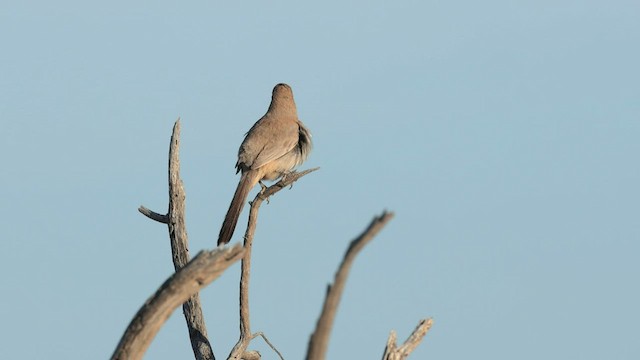 LeConte's Thrasher - ML559985301