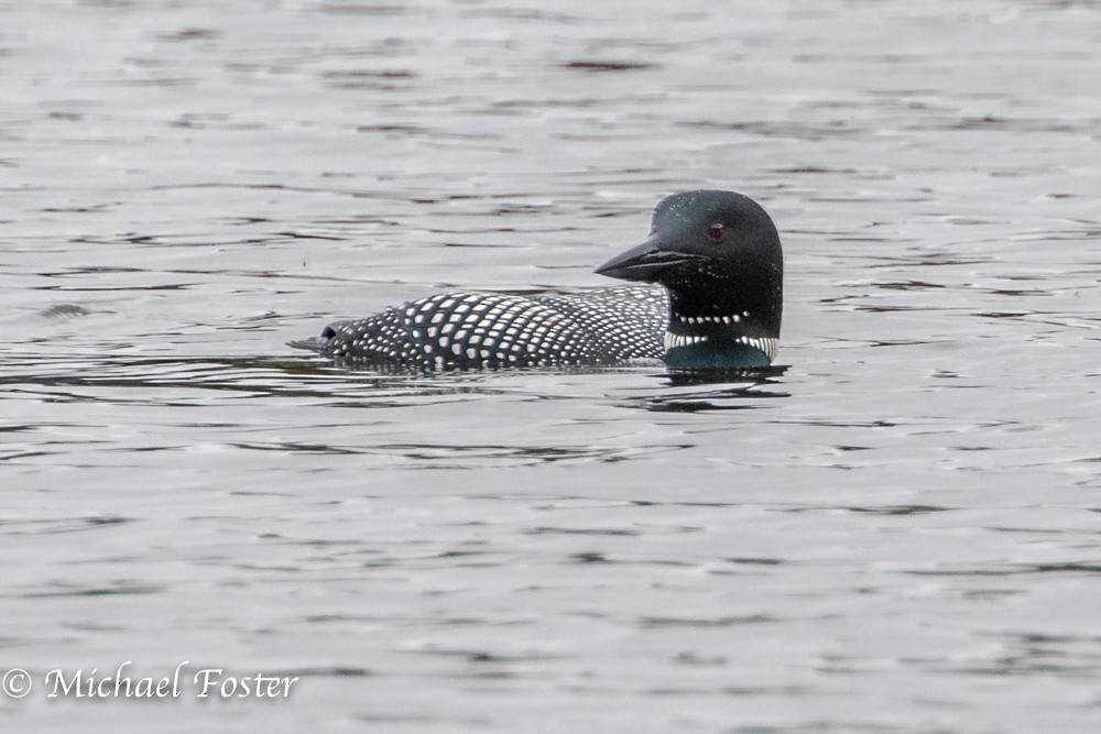 Common Loon - ML55998631