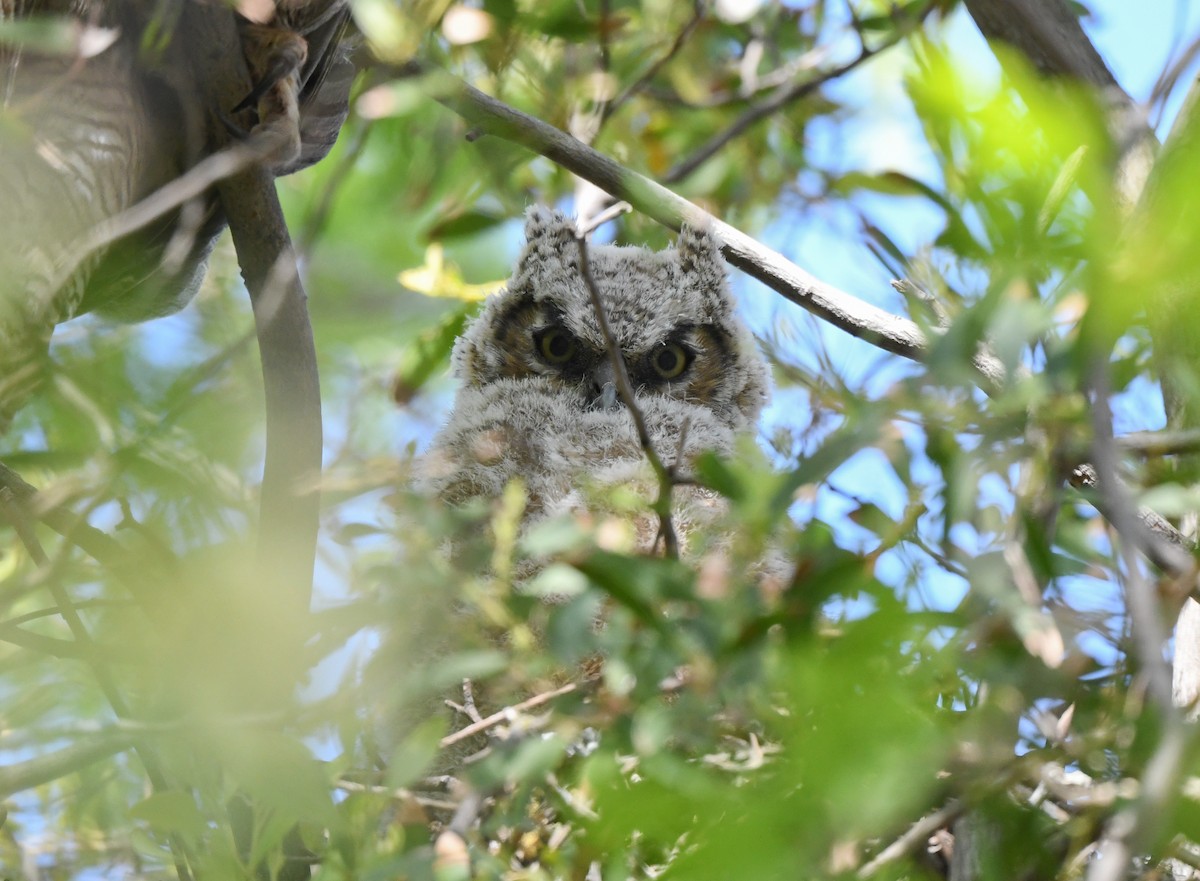 Great Horned Owl - ML559986841