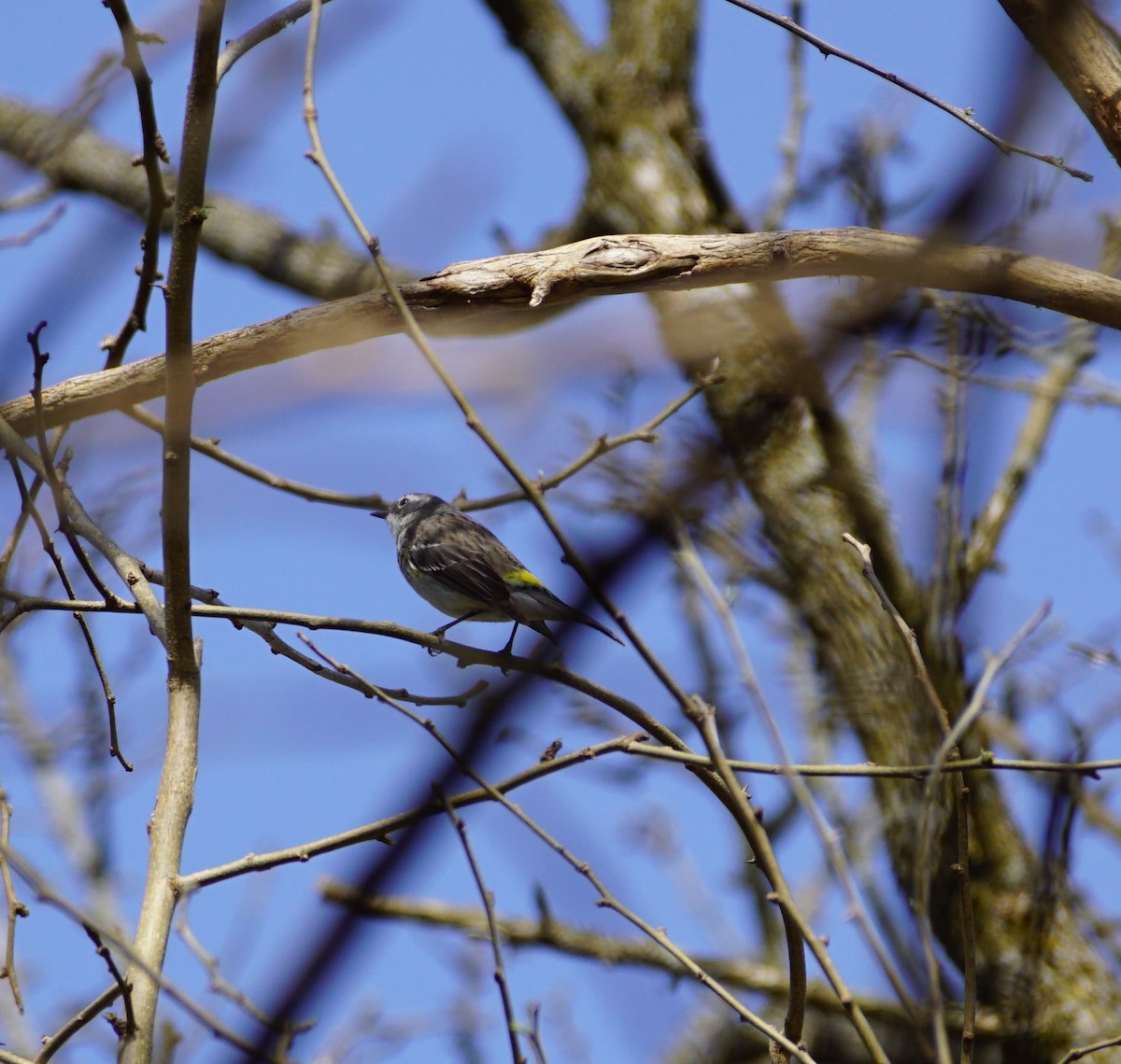 Yellow-rumped Warbler - ML559987061