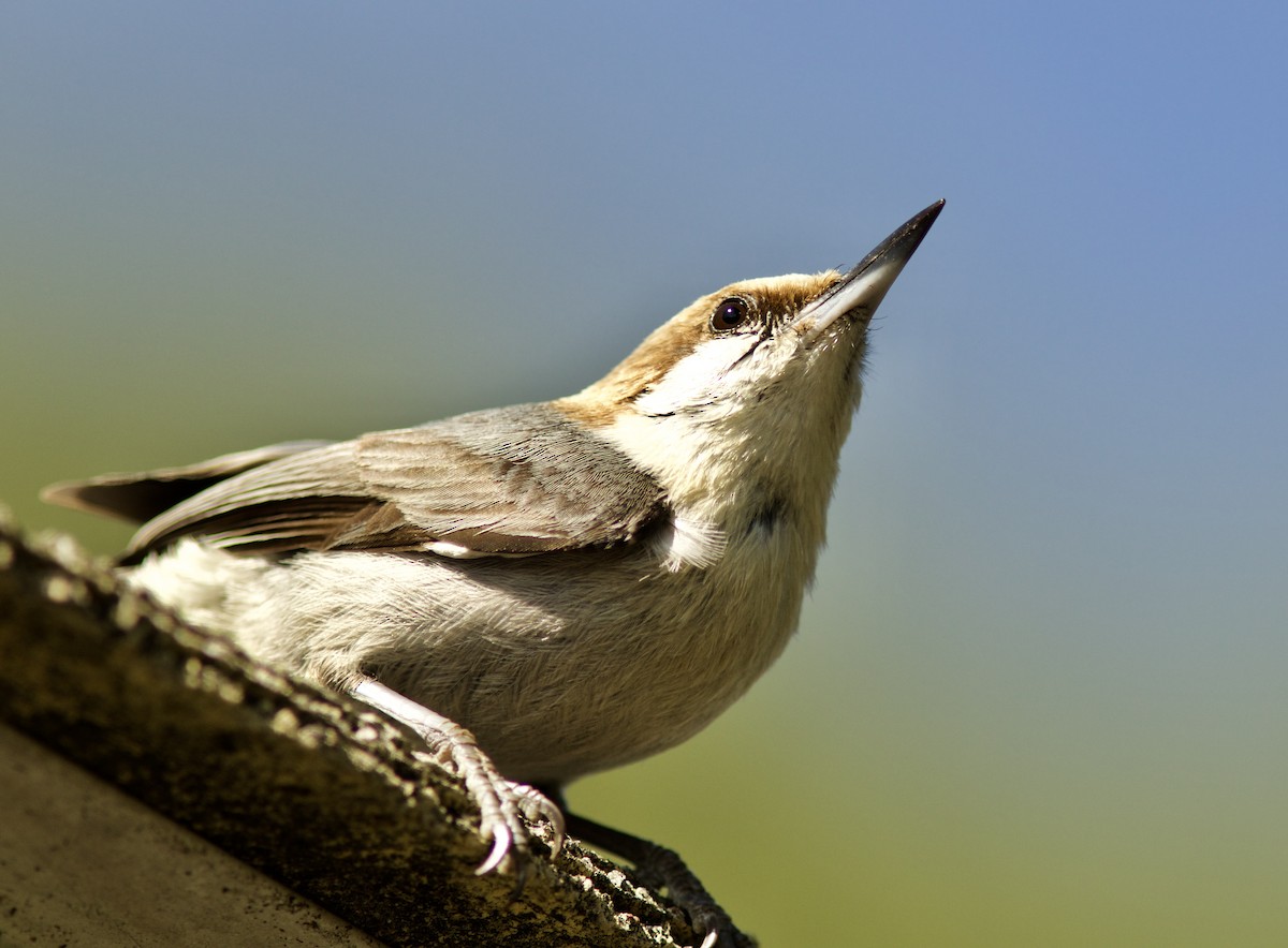 Brown-headed Nuthatch - ML55998741