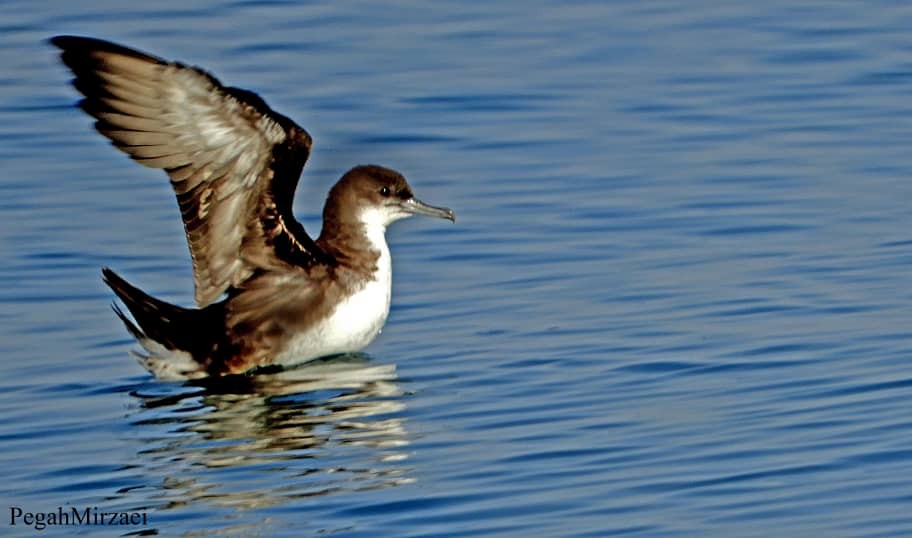 Persian Shearwater - ML559987441