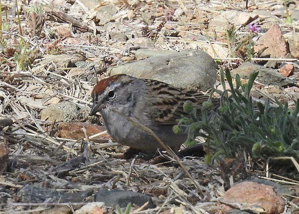 Chipping Sparrow - ML559987461