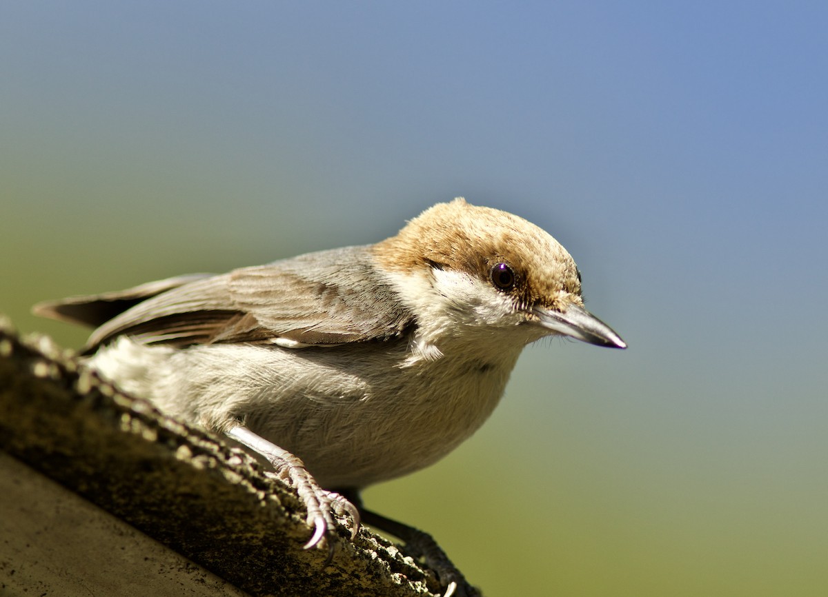 Brown-headed Nuthatch - ML55998751