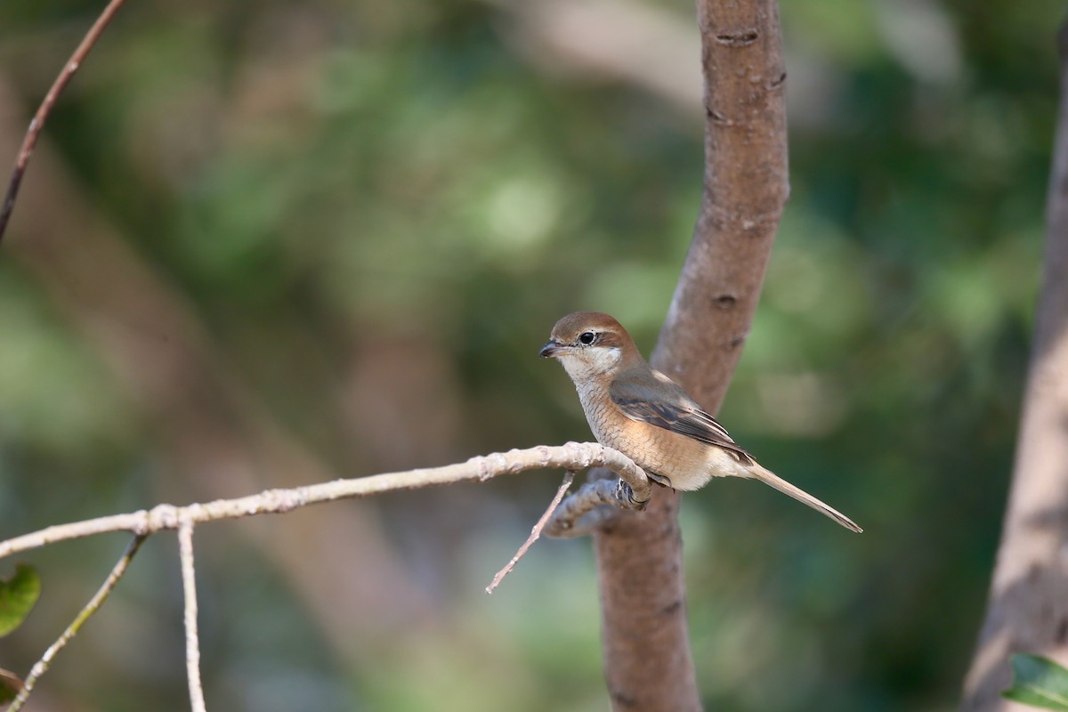 Bull-headed Shrike - Ting-Wei (廷維) HUNG (洪)