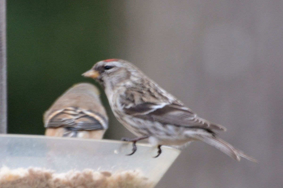 Common Redpoll - ML55998831