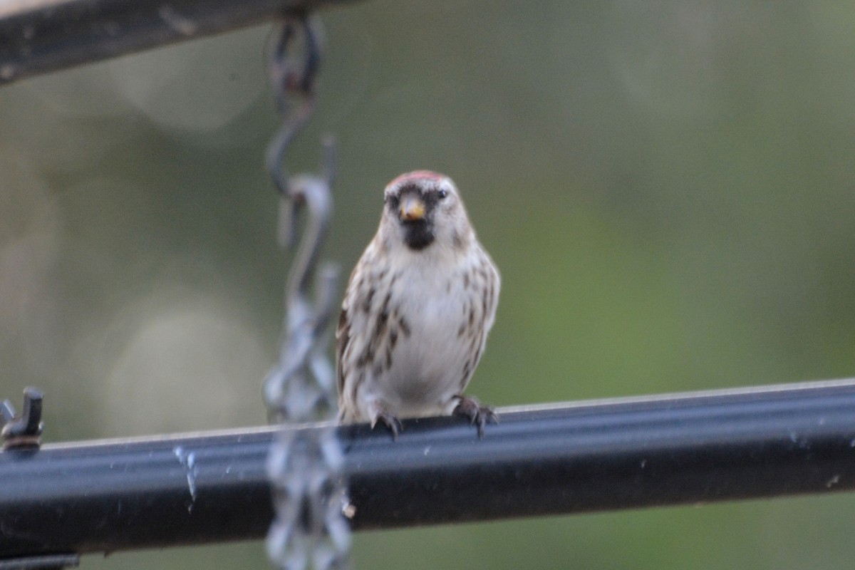 Common Redpoll - ML55998841