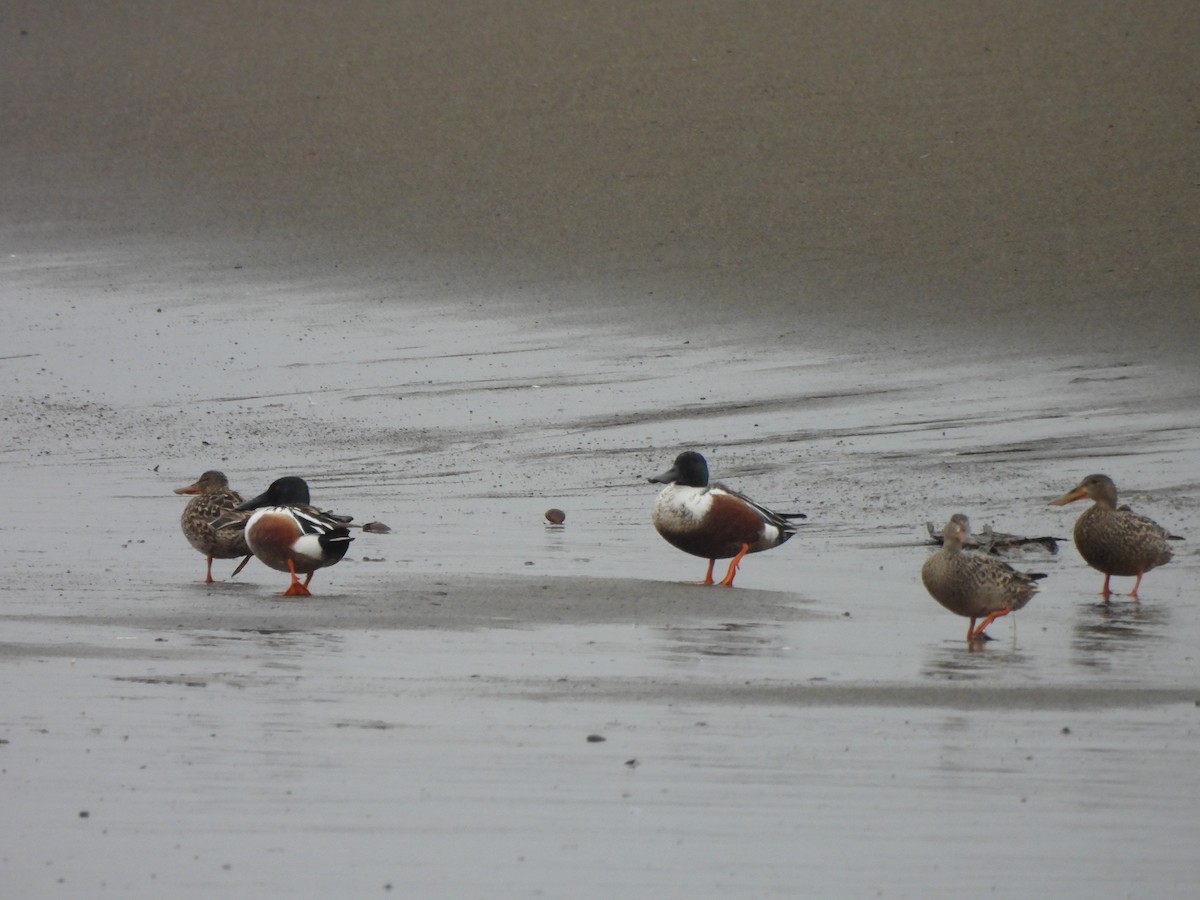 Northern Shoveler - ML559988531