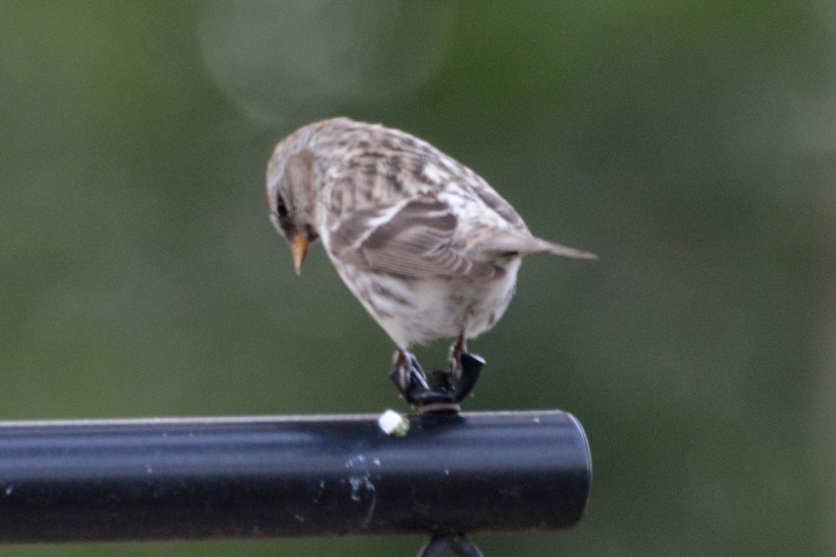 Redpoll (Common) - ML55998861