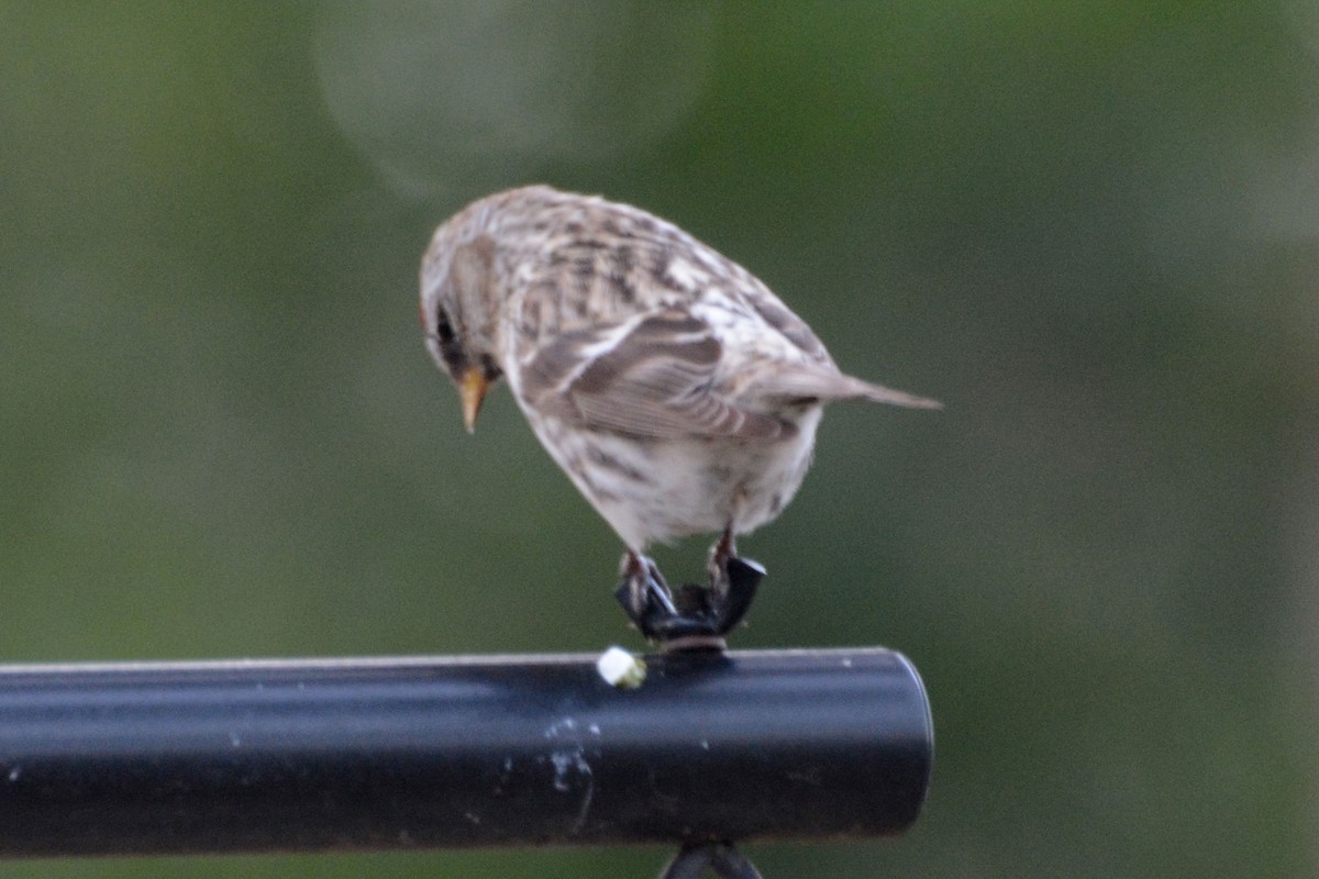 Common Redpoll - ML55998861