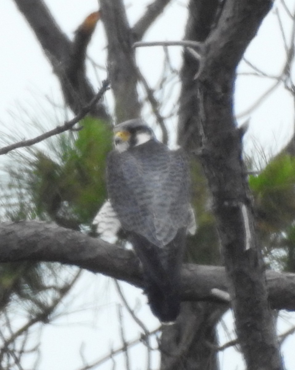 Peregrine Falcon - ML559989011