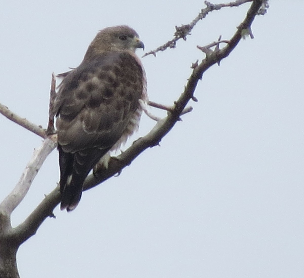 Broad-winged Hawk - ML559989091