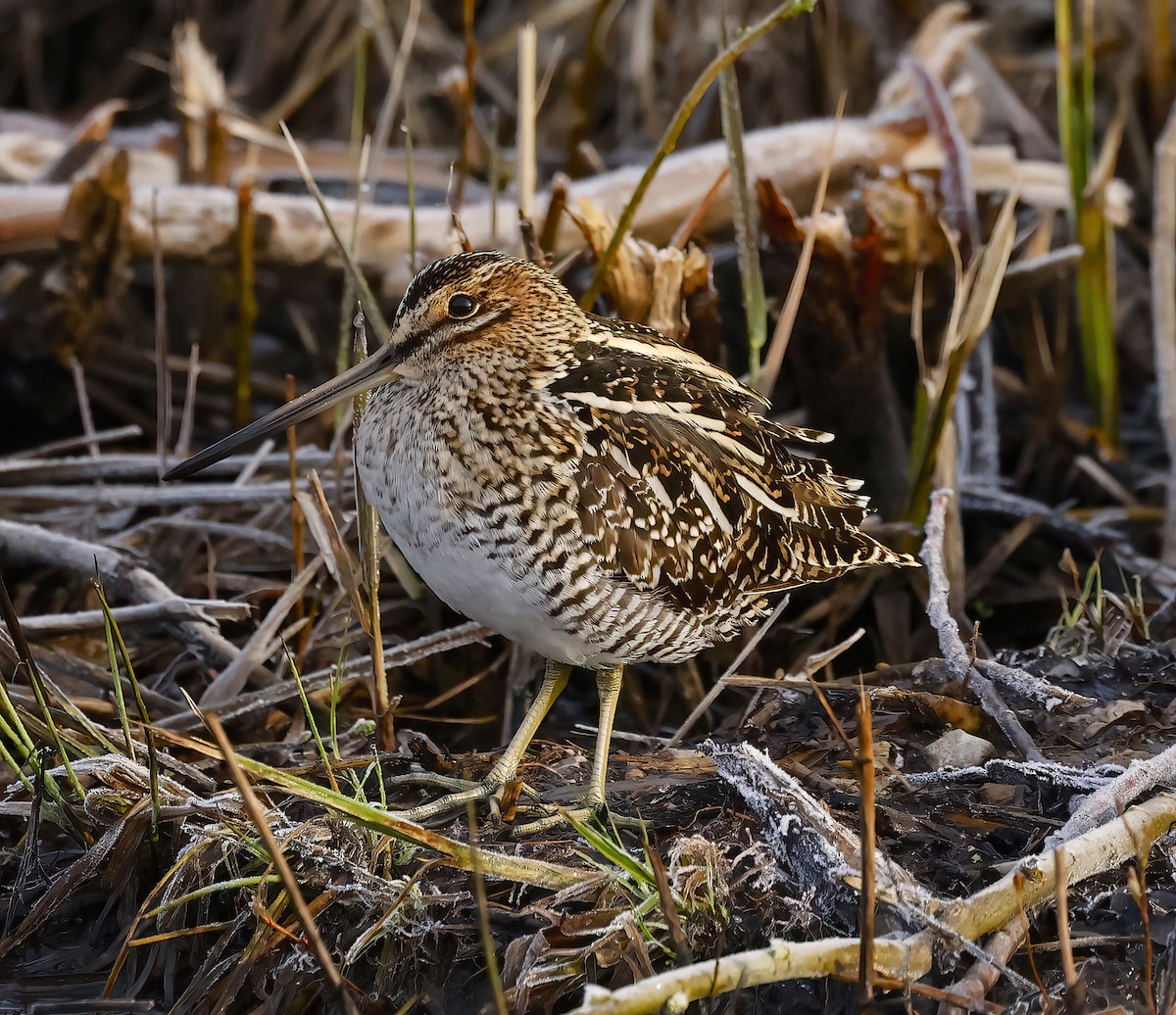 Wilson's Snipe - ML559989621