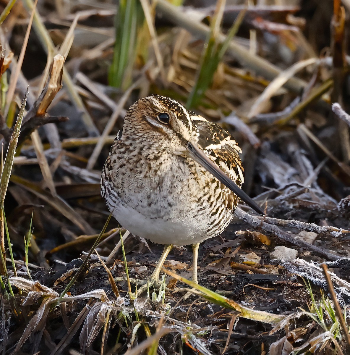 Wilson's Snipe - ML559989641