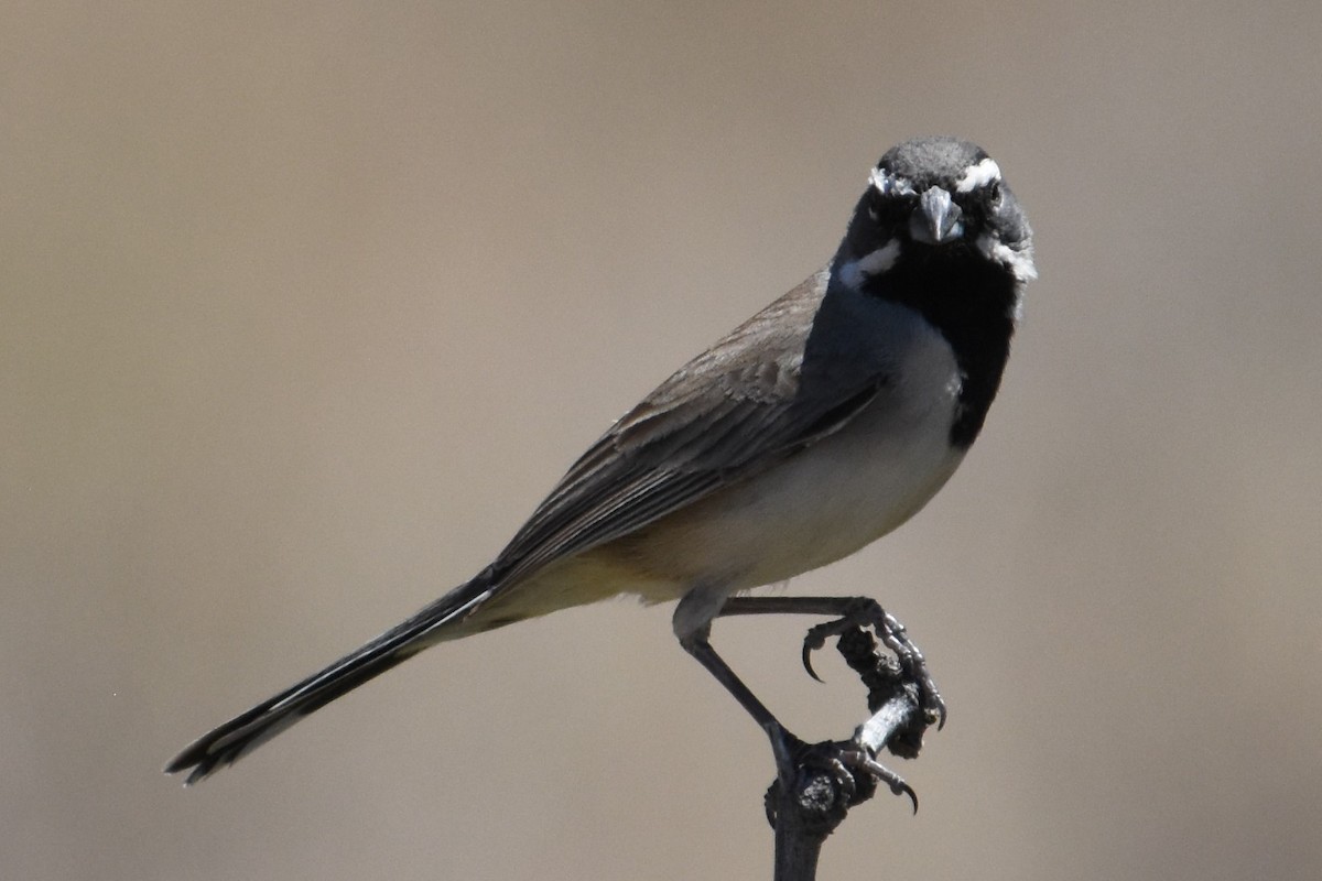 Black-throated Sparrow - Vanessa Montgomery