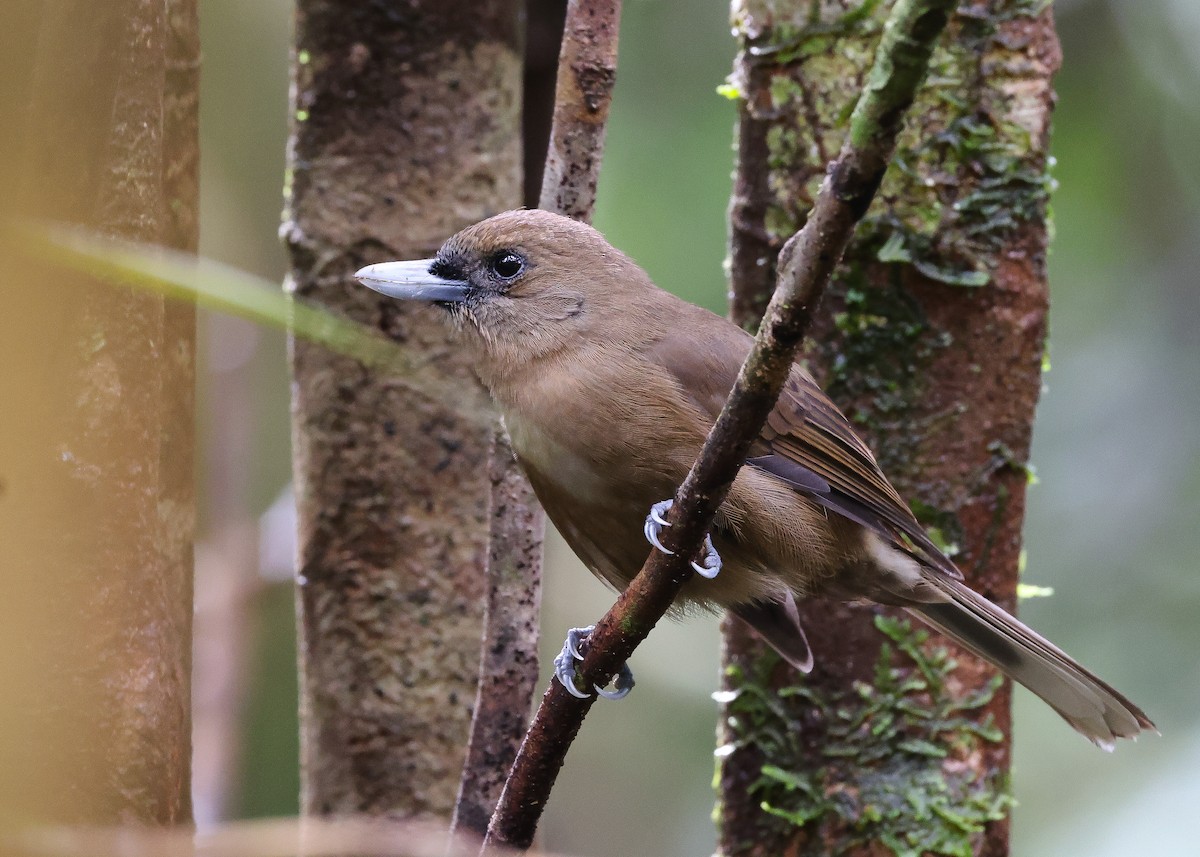 Southern Shrikebill - ML559991221