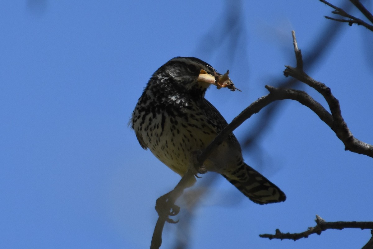 Cactus Wren - Vanessa Montgomery