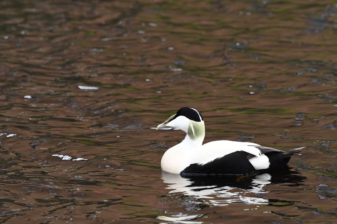 Common Eider - ML559991641