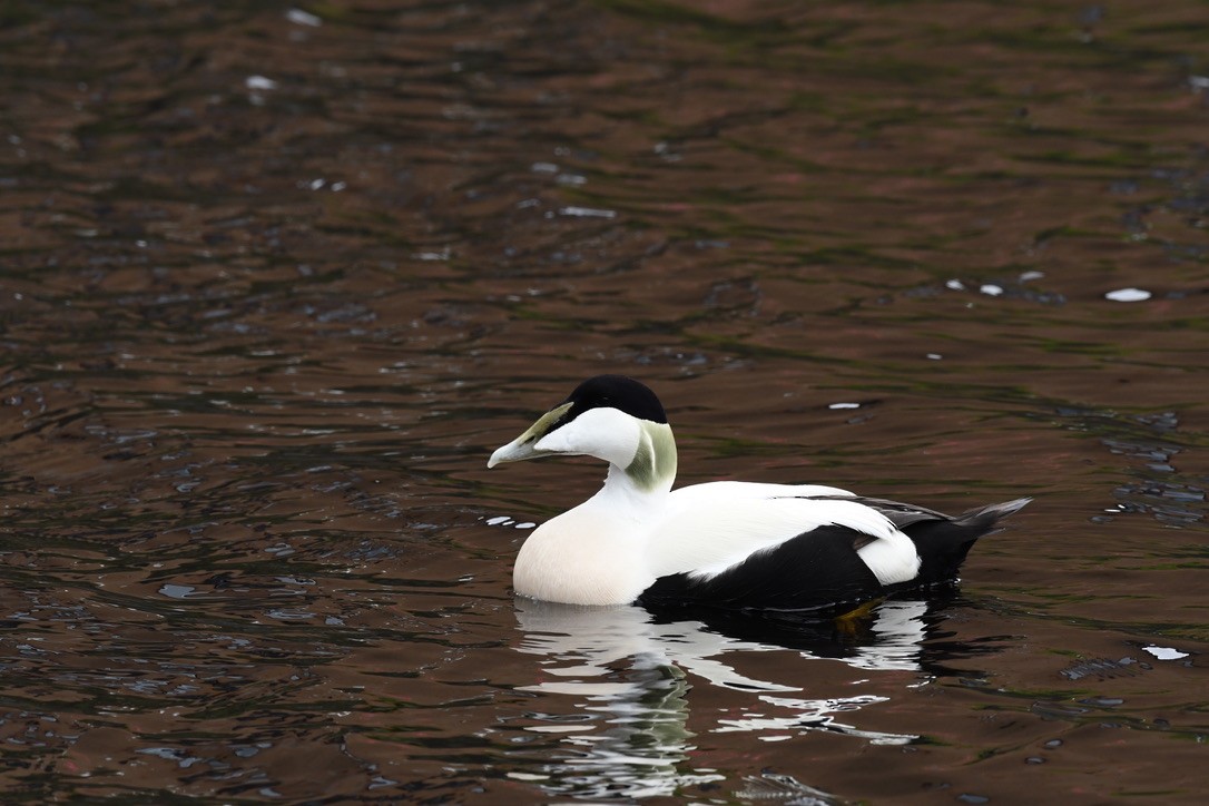 Common Eider - Donald Jones