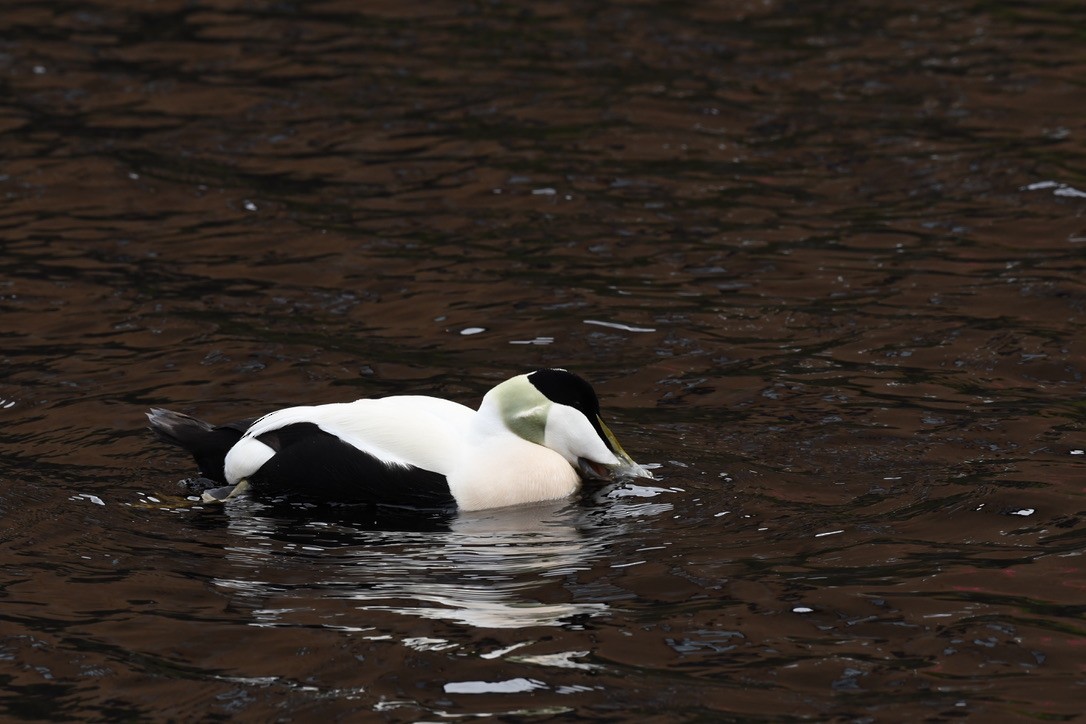 Common Eider - ML559991671