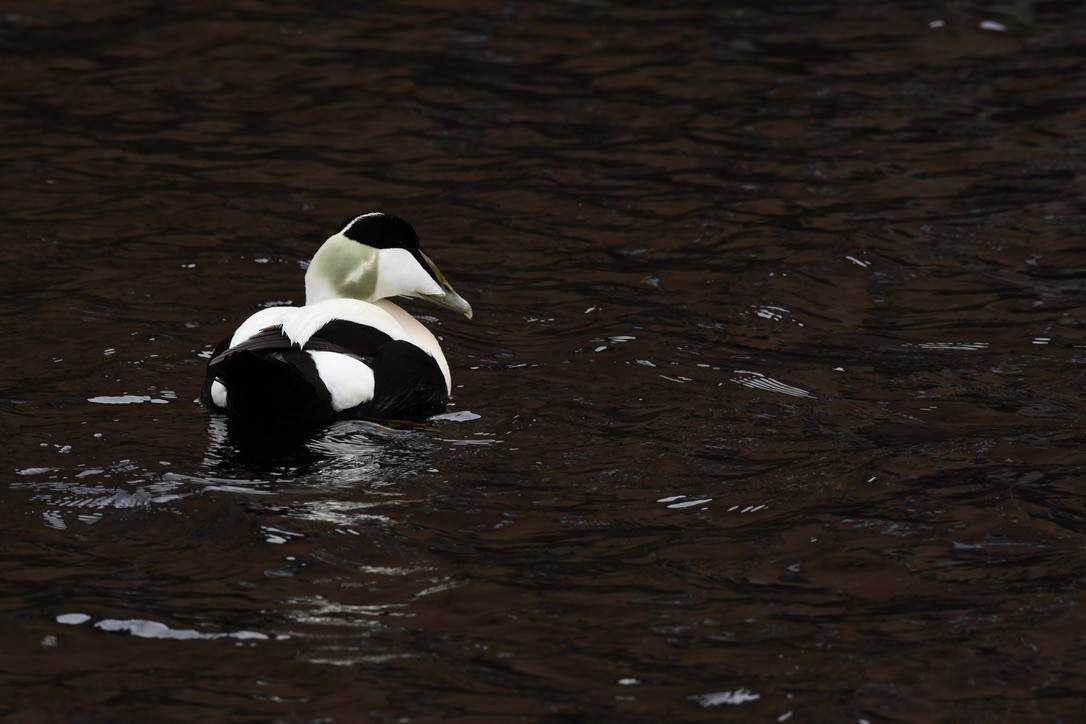 Common Eider - Donald Jones