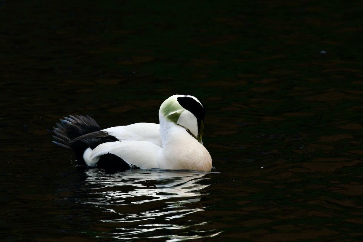 Common Eider - ML559991711