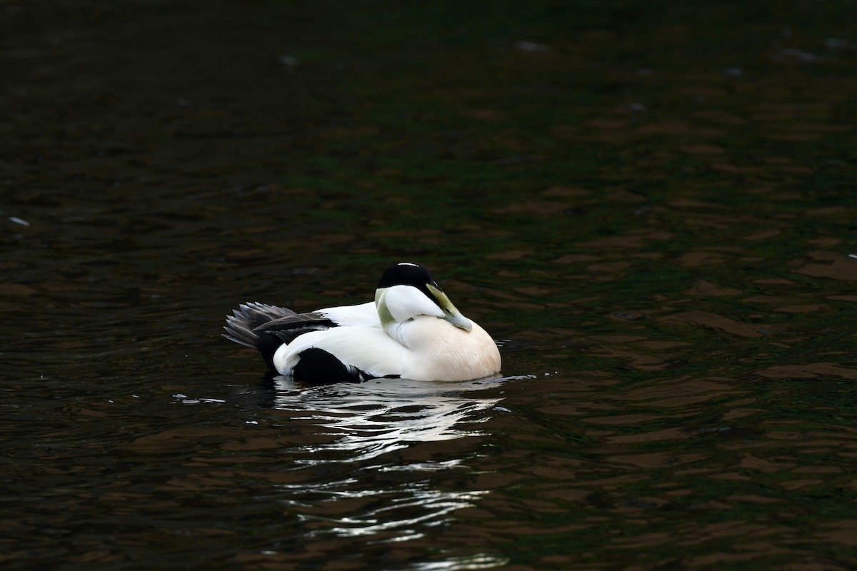 Common Eider - ML559991721