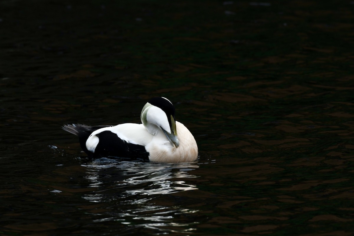 Common Eider - ML559992051