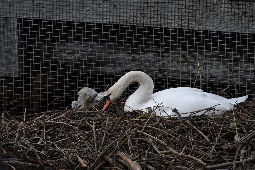 Mute Swan - ML559992481