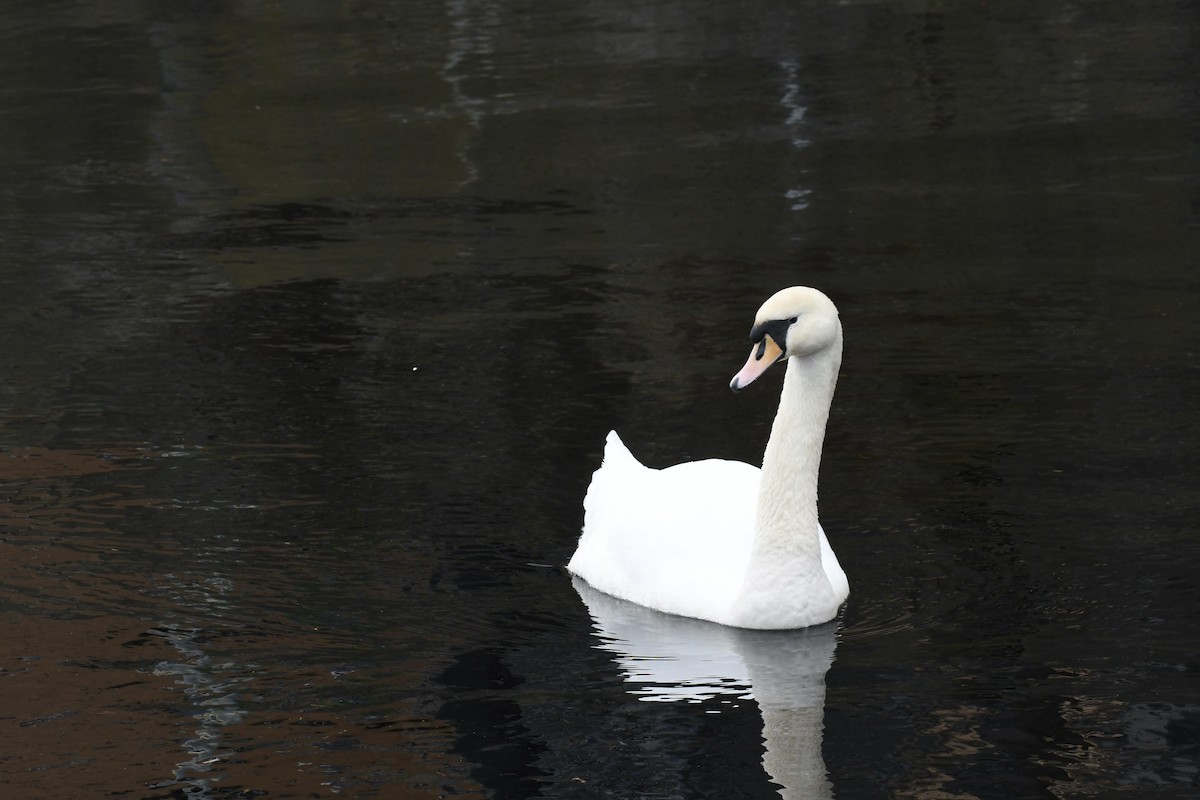 Mute Swan - ML559992491