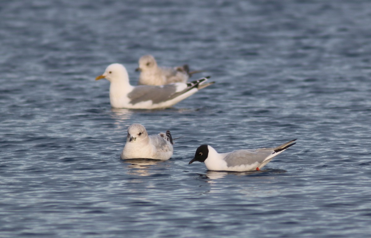 Bonaparte antxeta - ML559992771