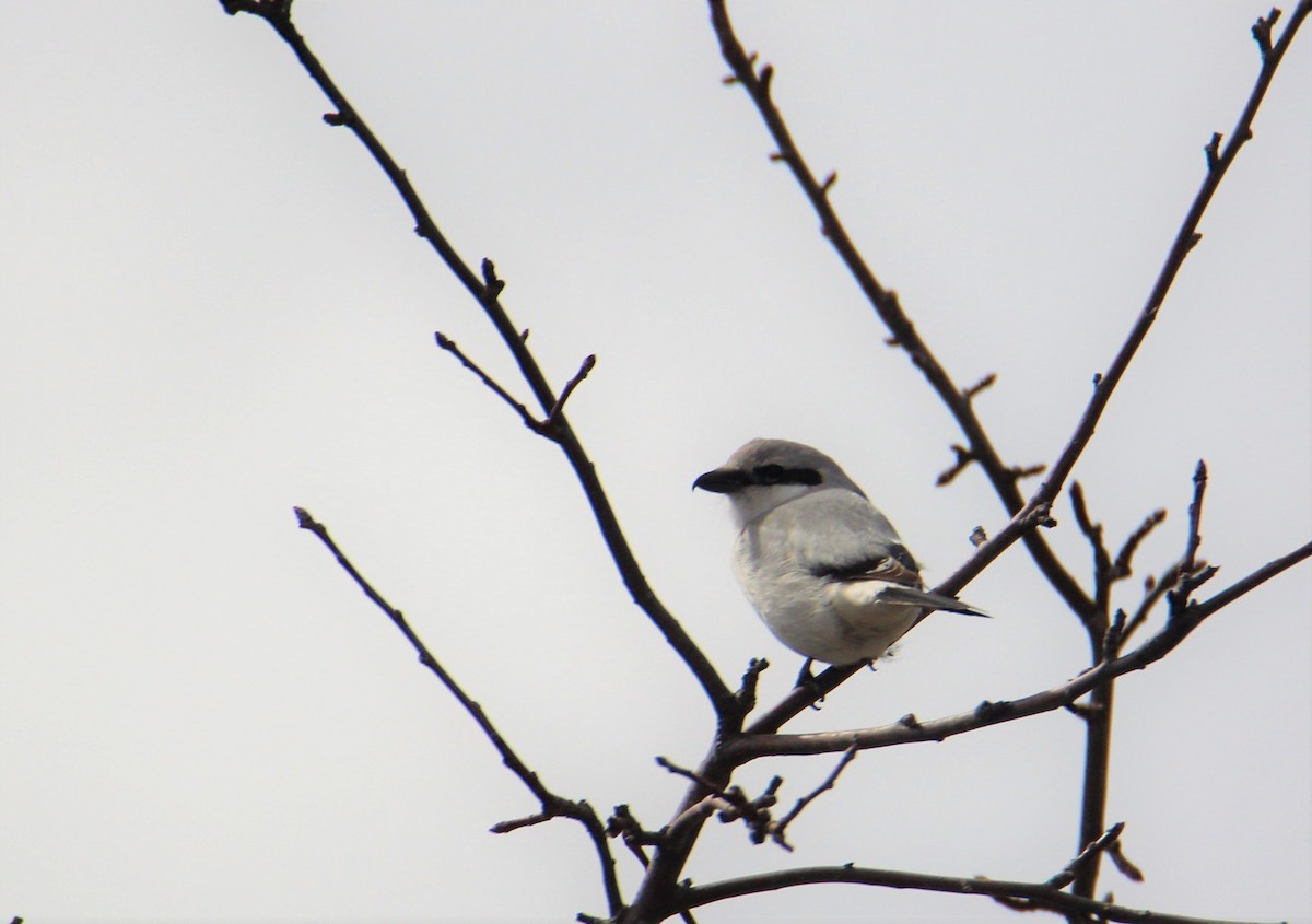 Alcaudón Boreal - ML559992981