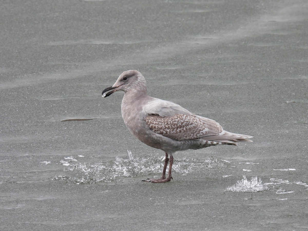 Glaucous-winged Gull - ML559993051