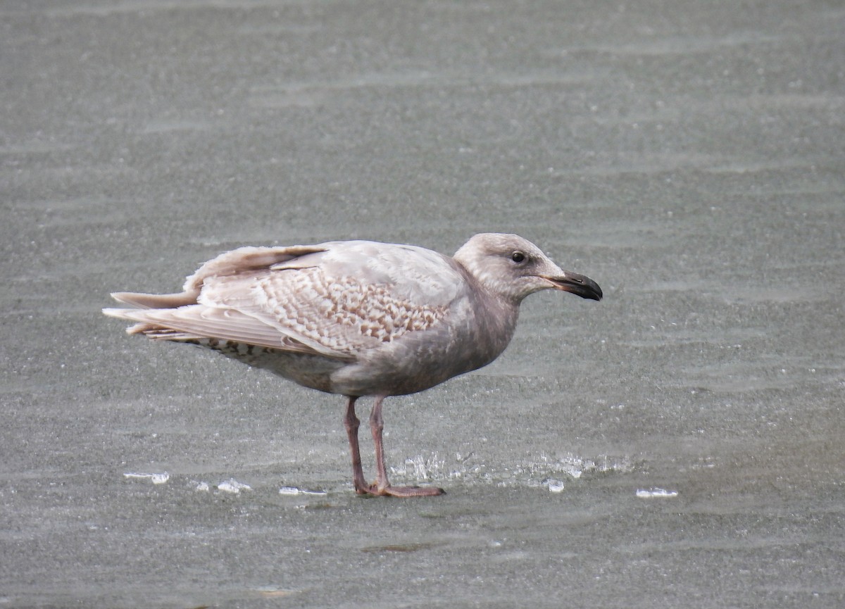 Glaucous-winged Gull - Pam Hawkes