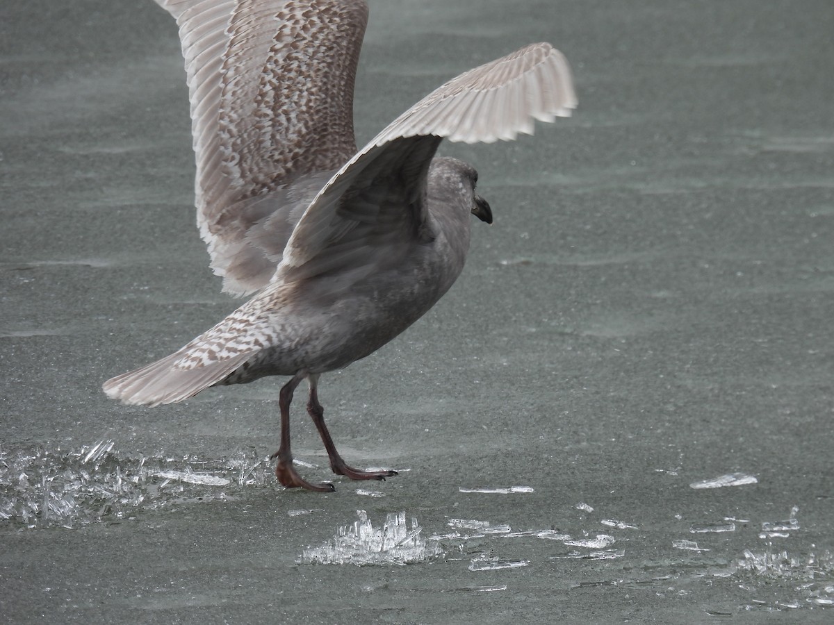 Glaucous-winged Gull - Pam Hawkes