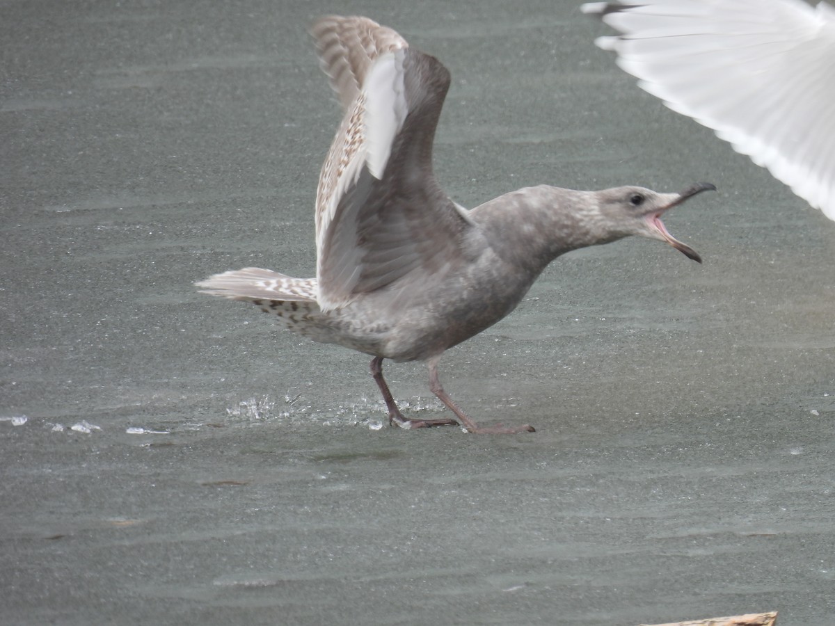 Glaucous-winged Gull - Pam Hawkes