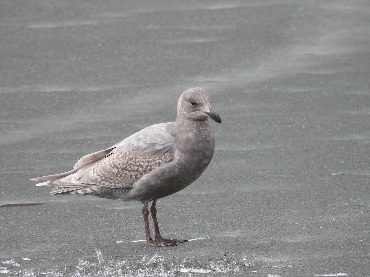 Glaucous-winged Gull - Pam Hawkes