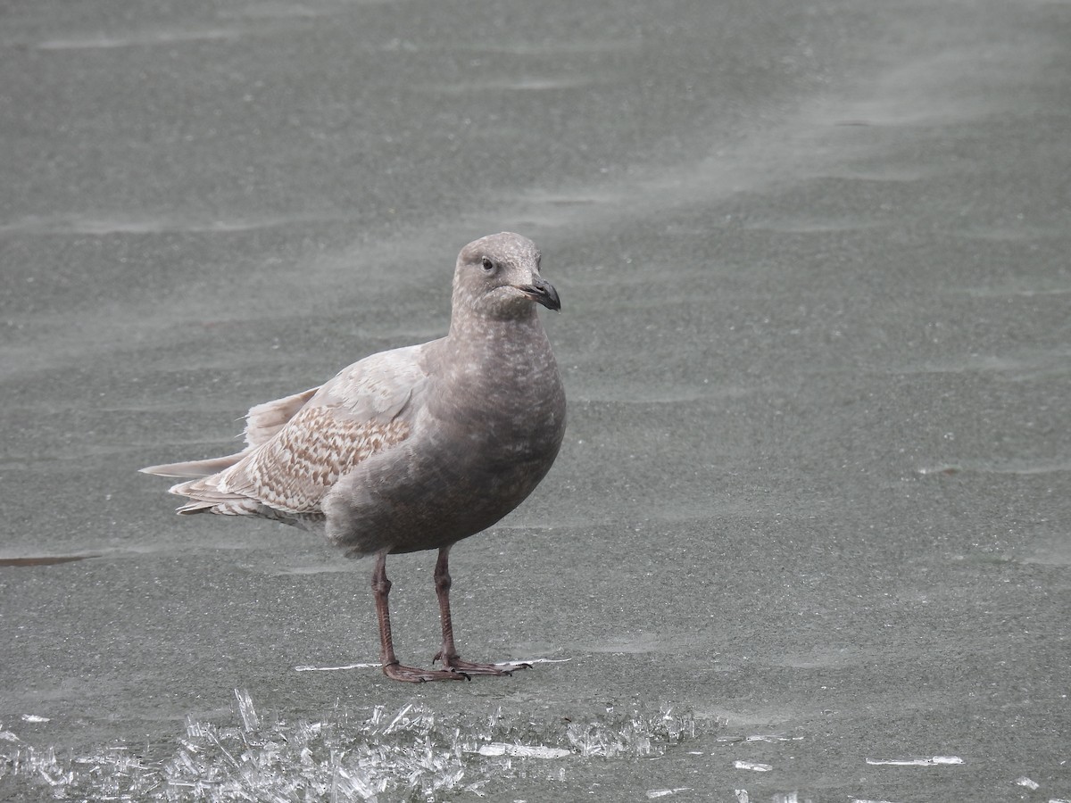 Glaucous-winged Gull - Pam Hawkes