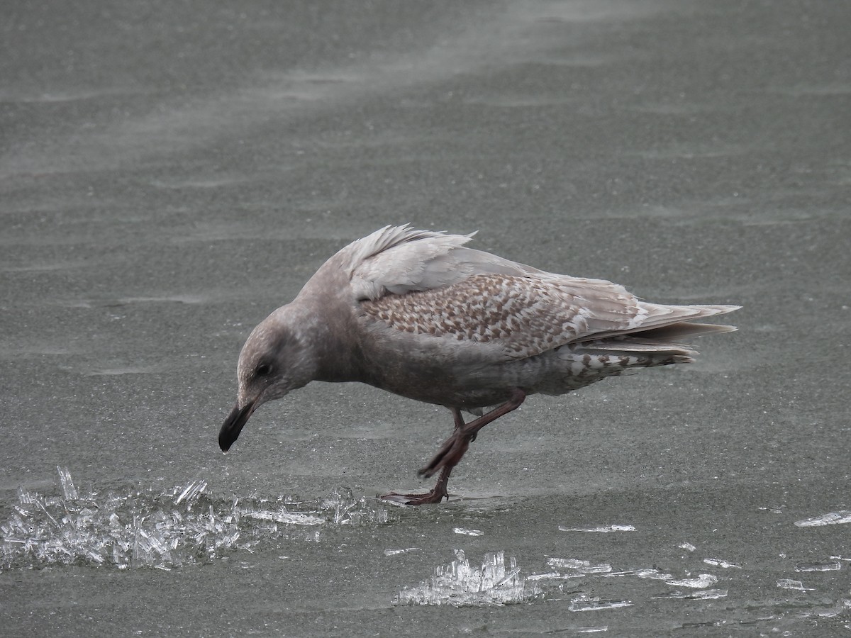 Glaucous-winged Gull - Pam Hawkes