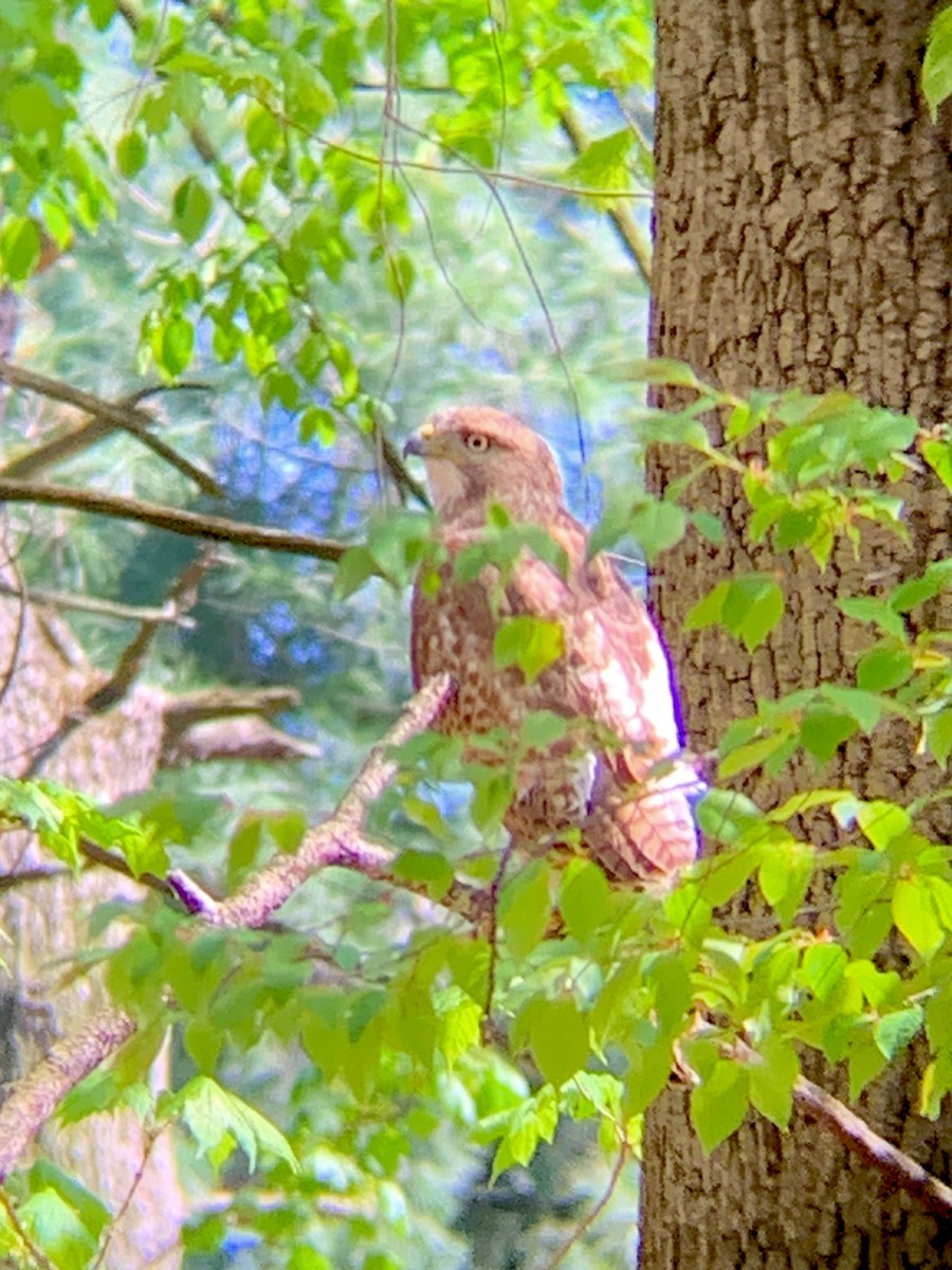 Red-tailed Hawk (borealis) - ML559996281