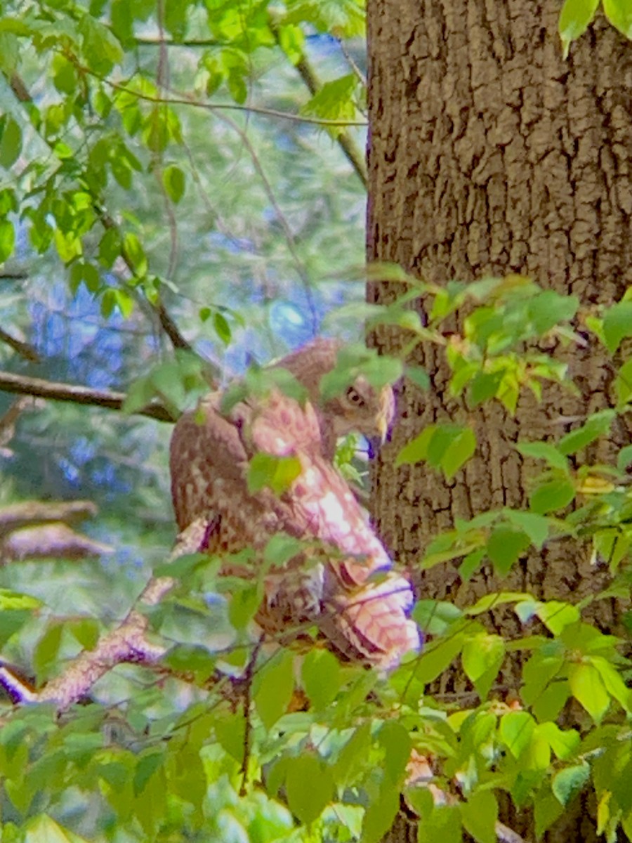 Red-tailed Hawk (borealis) - ML559996291